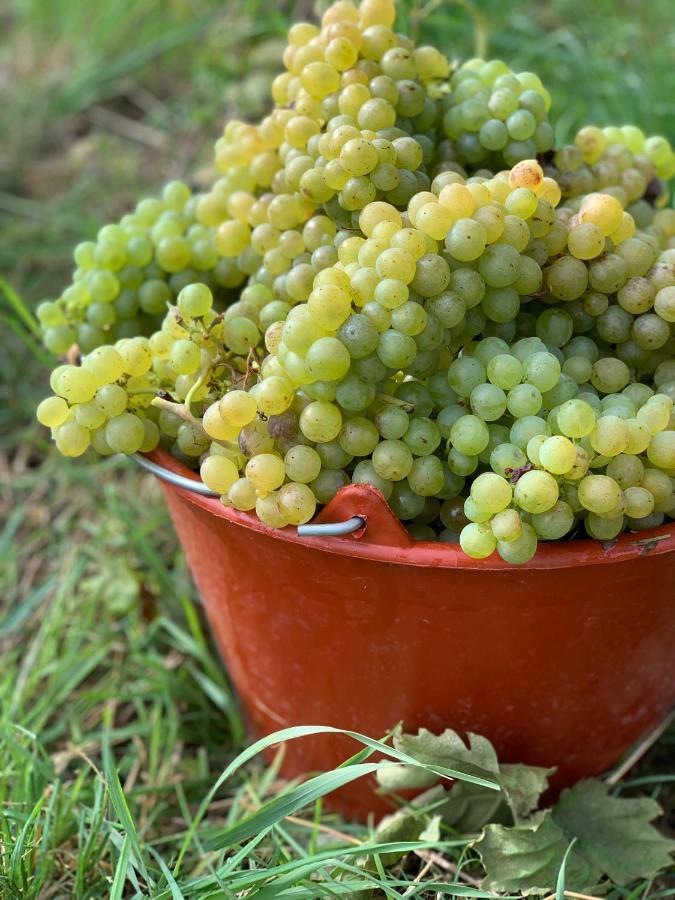 شقة Ruedlins-Winzerhof أوغين المظهر الخارجي الصورة
