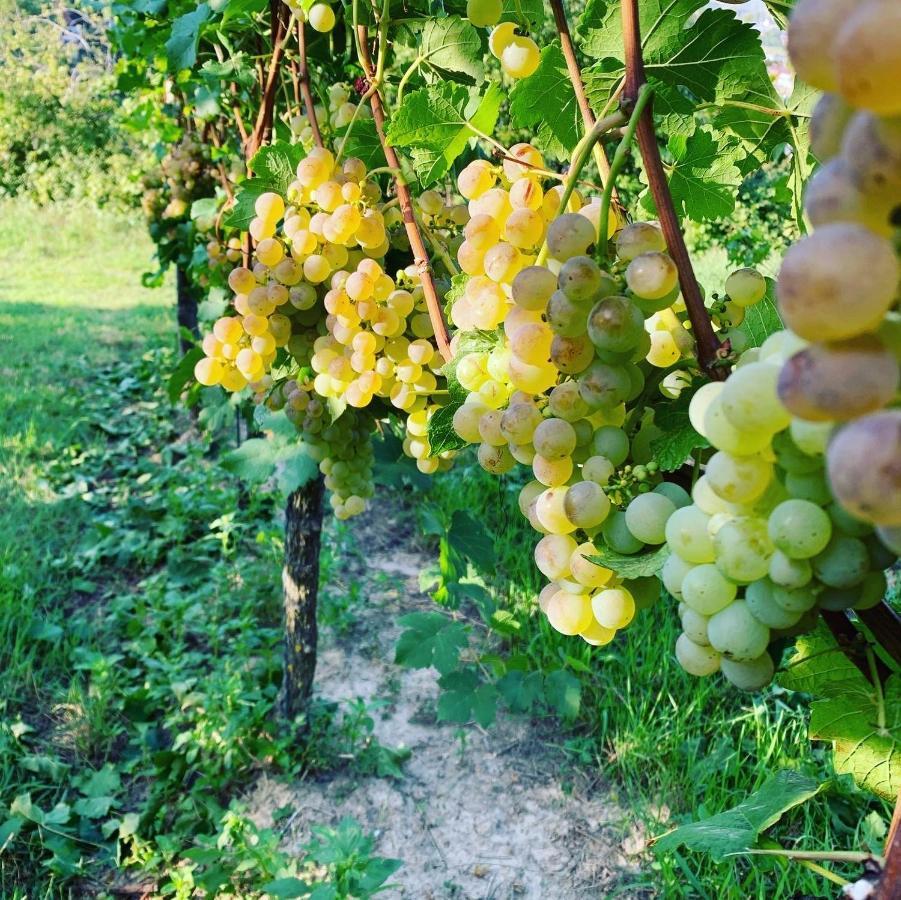 شقة Ruedlins-Winzerhof أوغين المظهر الخارجي الصورة